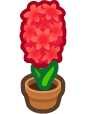 hyacinth