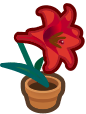 lily