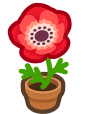 windflower